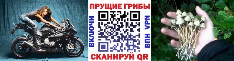 Галлюциногенные грибы Psilocybine cubensis  цены наркотик  Сухиничи 